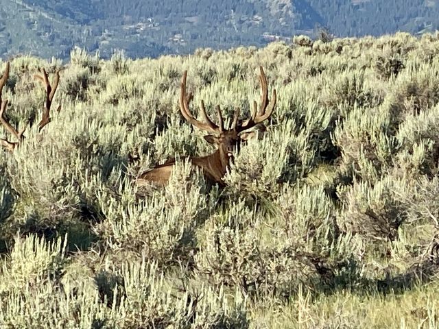 Bull elk
