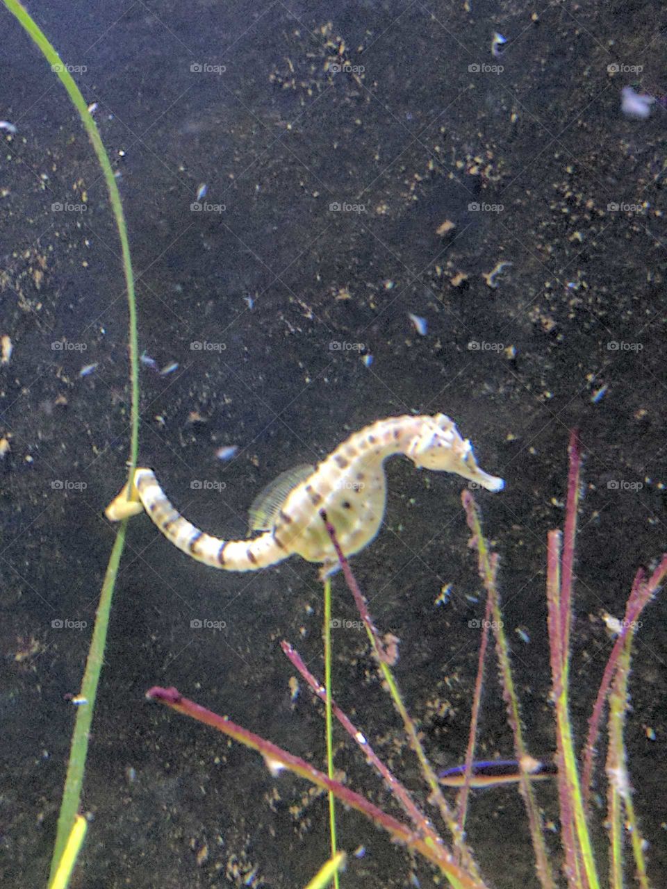 Seahorse