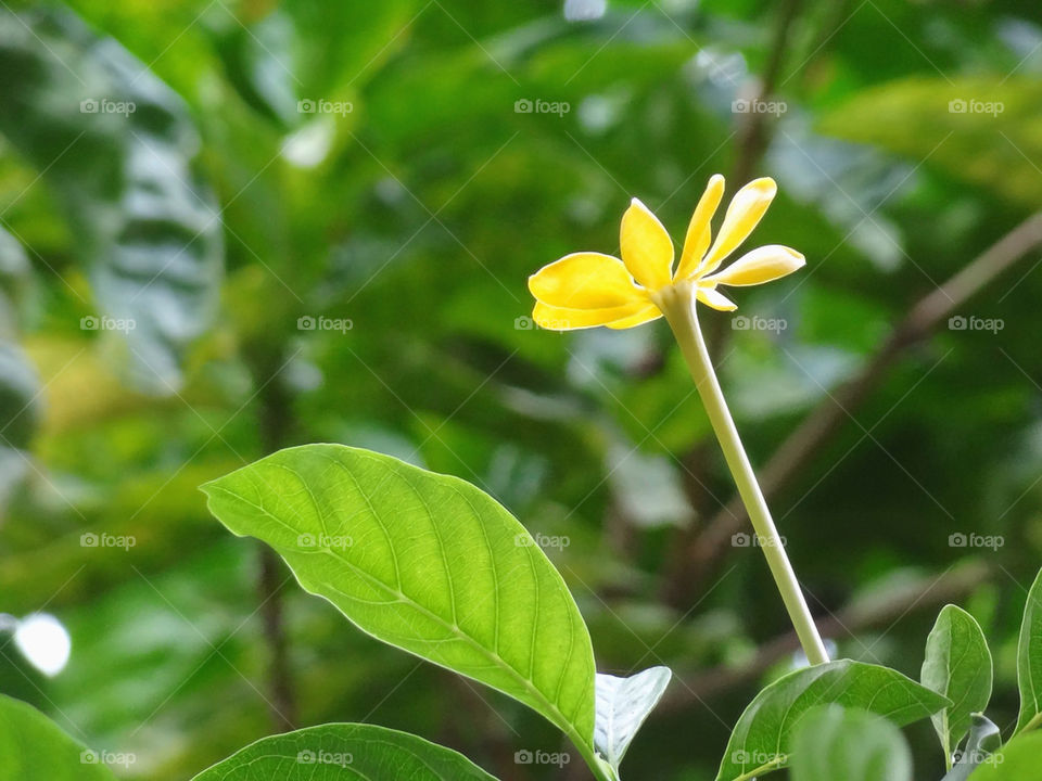 green yellow flower tree by sonchai