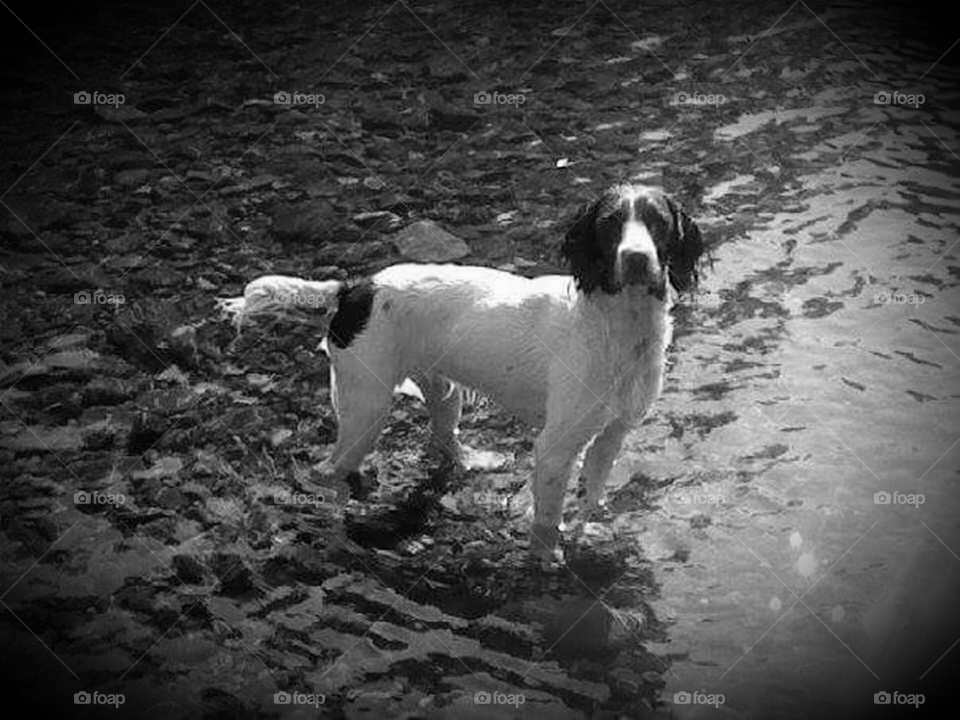 Fishing with springer spaniels