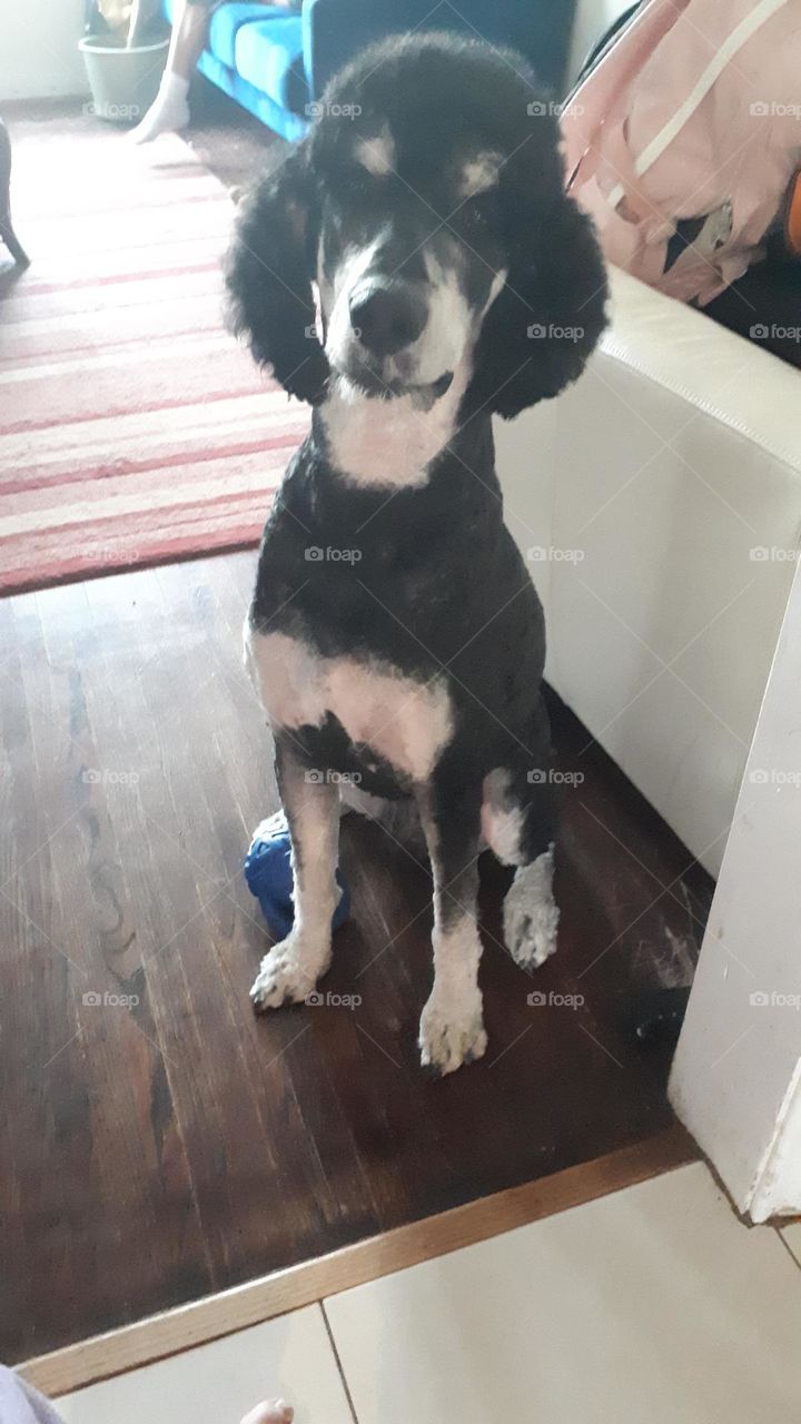 just got groomed, looking so handsome