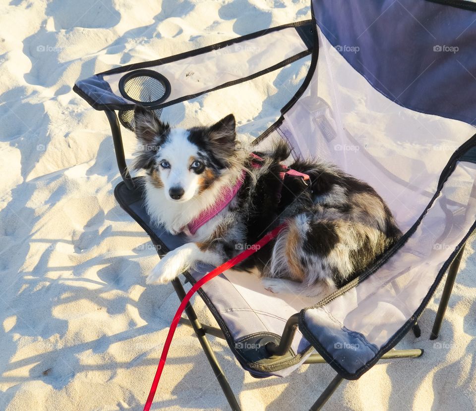 Dog resting in a beach chair.