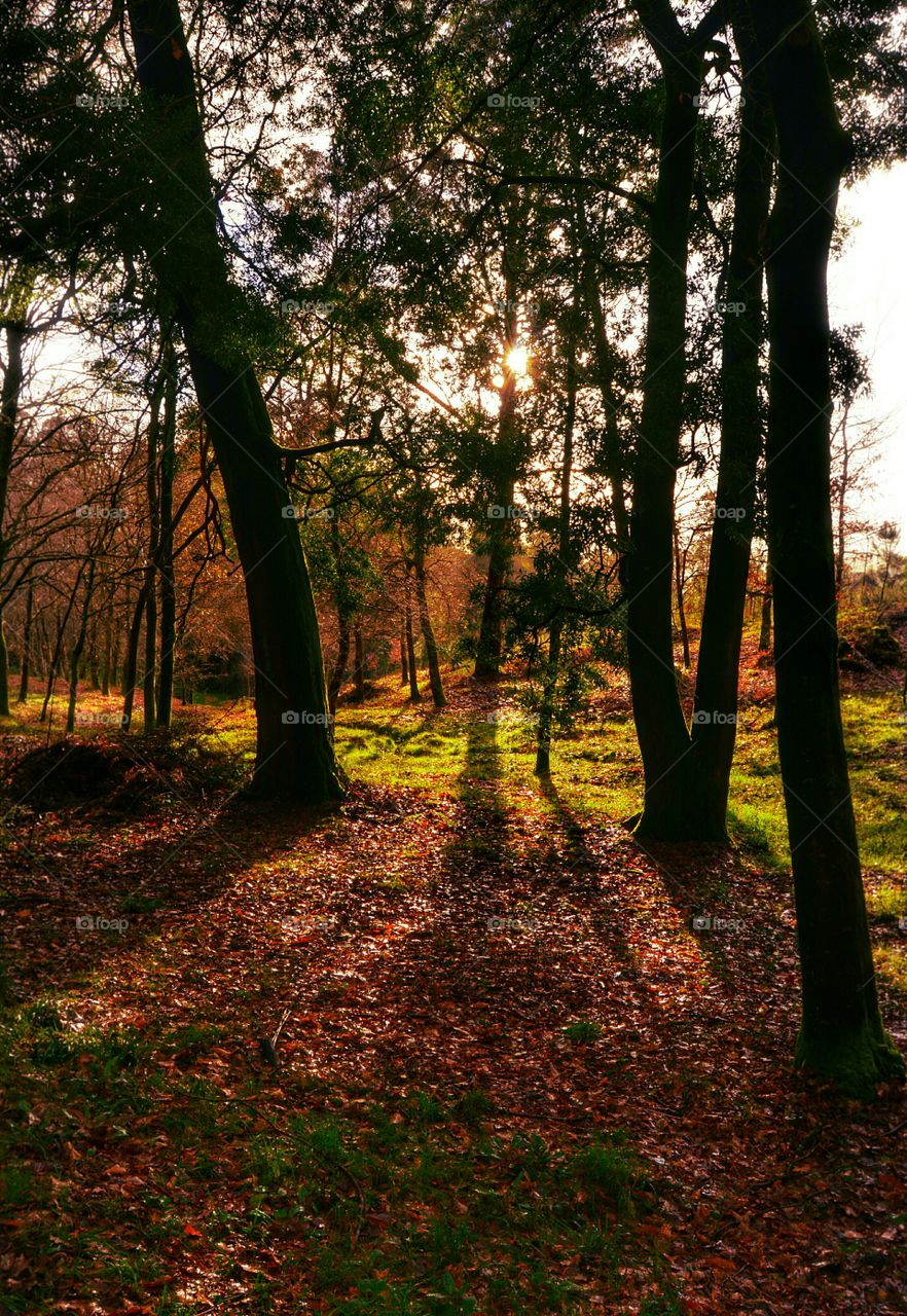 Forest outside Santiago de Compostela