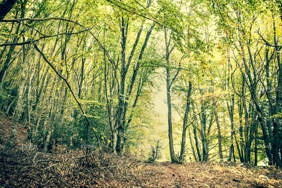 Wood, Tree, Nature, Landscape, Leaf