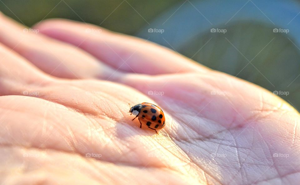 little ladybug 🐞 in the hand in sunlight spring nature