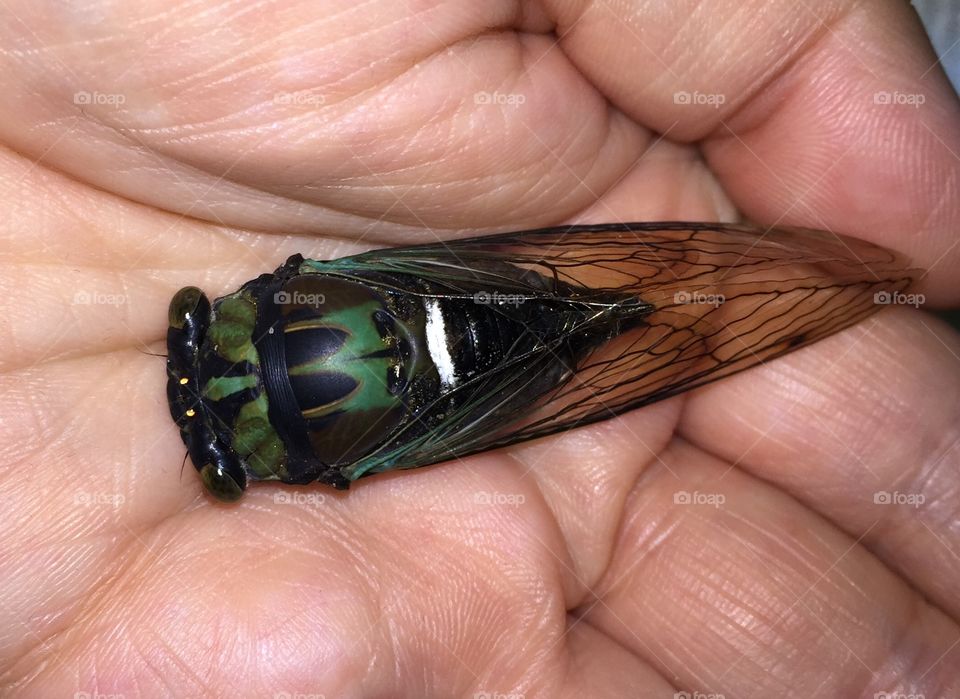Dead green cicada