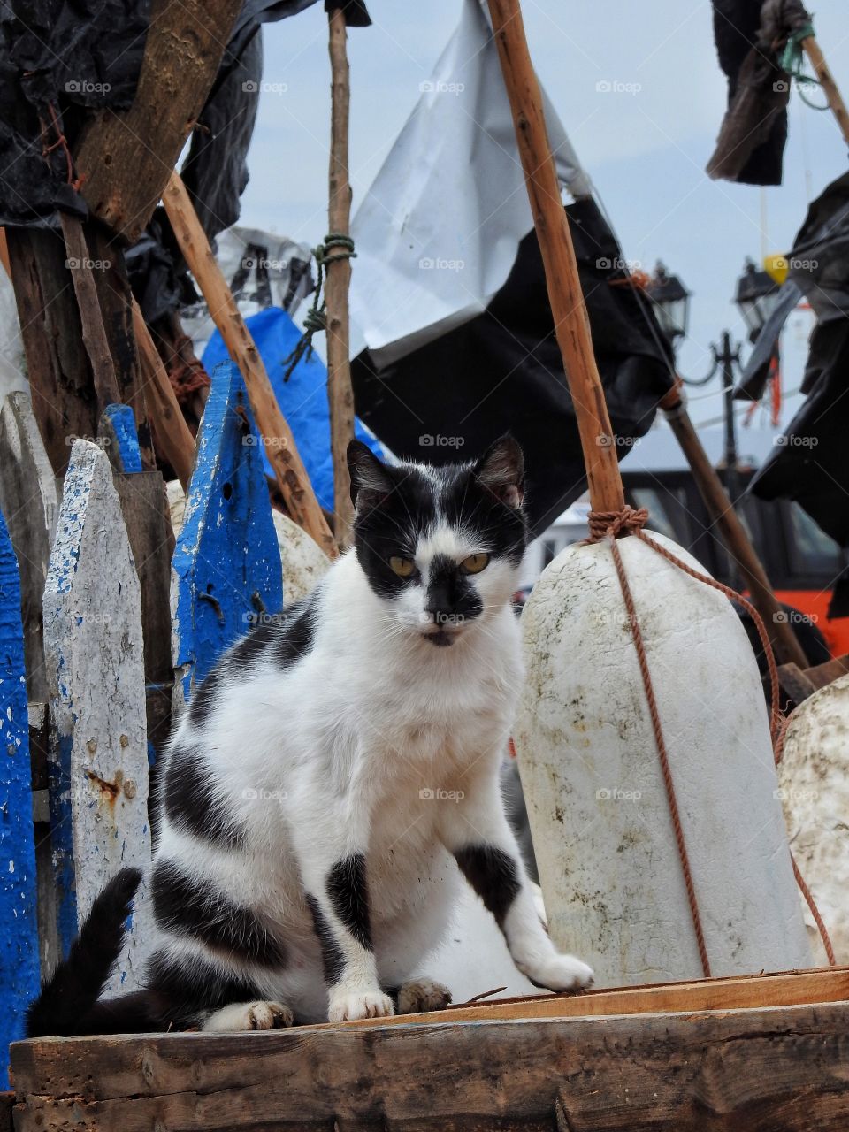 Cat in the port