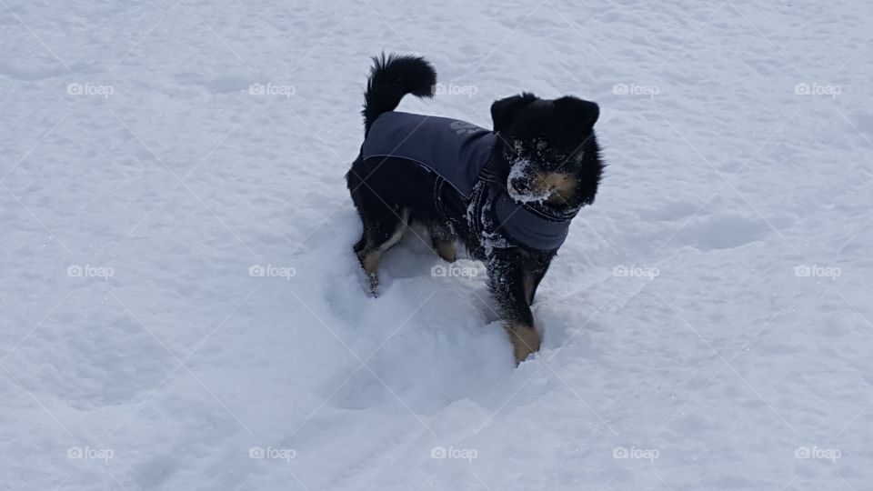 snow dog