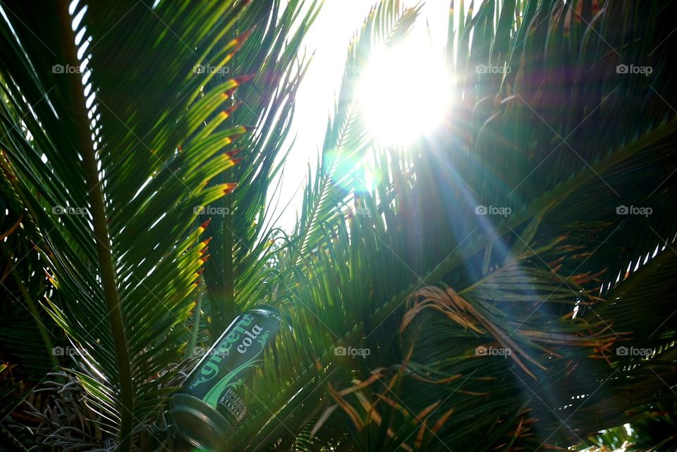 Coca-Cola#coke#green#palms#nature#sun