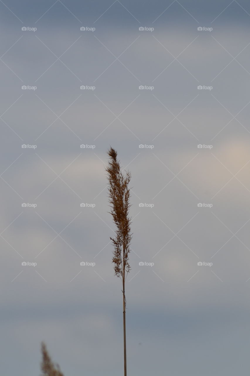tall grass