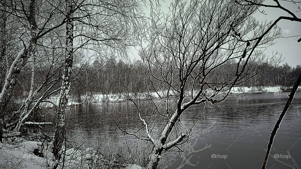Snowy trees near lake