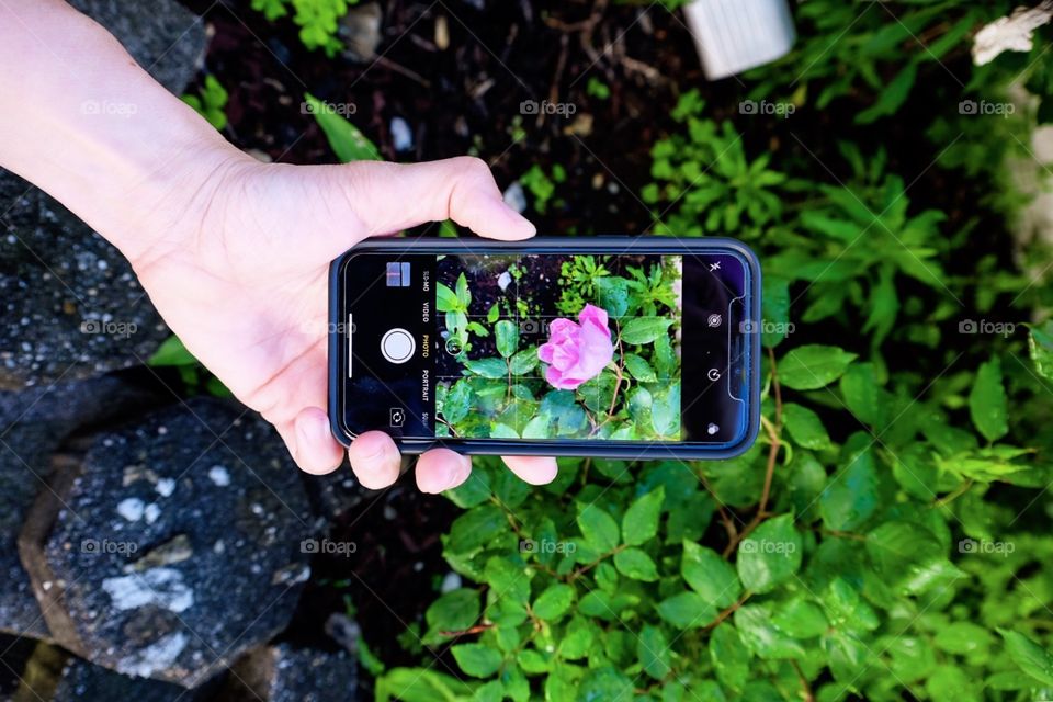 Photographing A Rose Through The iPhone X, iPhone Photography, Portrait Mode, Roses In The Yard, Rose Bush In The Garden 