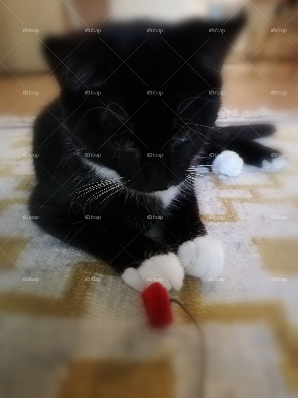 A small cute kitten resting on the white and beige patterned woolen carpet. A red toy with a string in the front of paws of the black and white cat.