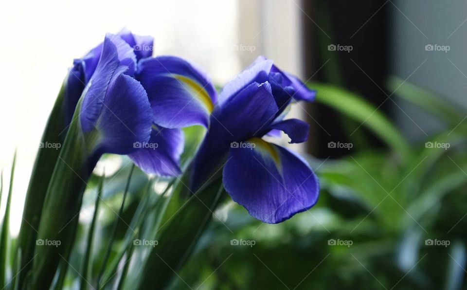 Iris flower close-up window blue color bouquet spring day indoor plant