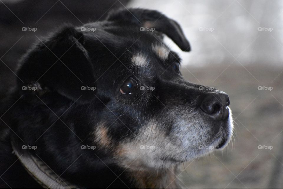 Rudee alert senior Labrador and border collie mix