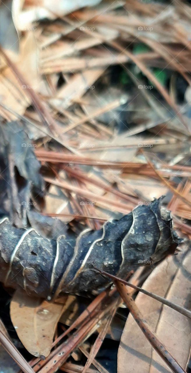 veins protruding in a dried decaying leaf