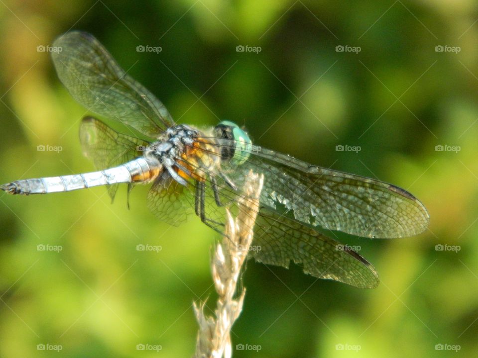 dragonfly