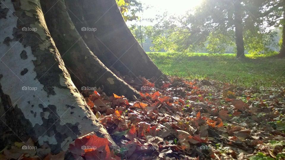 Autumn tree