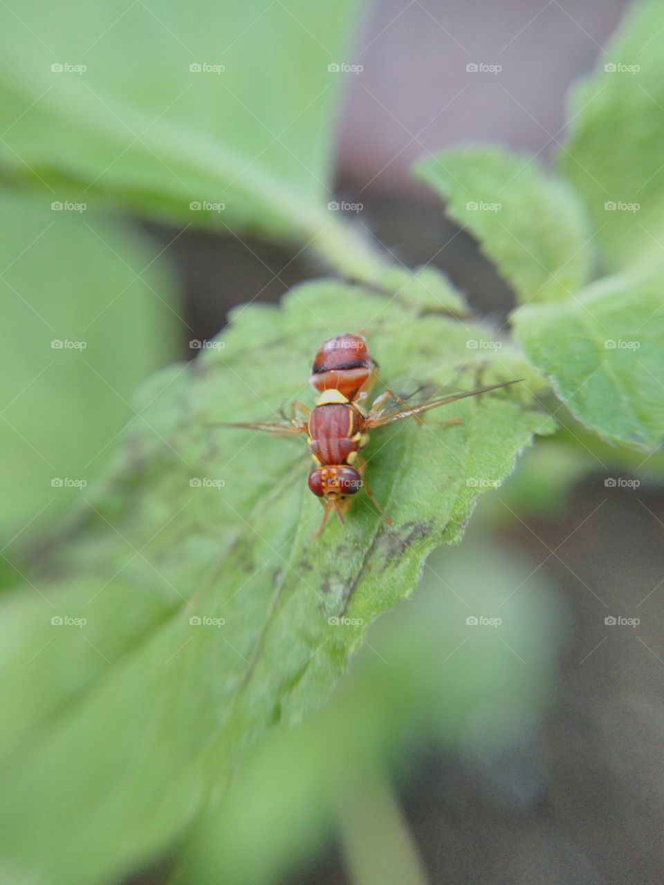 Small bee on leaf