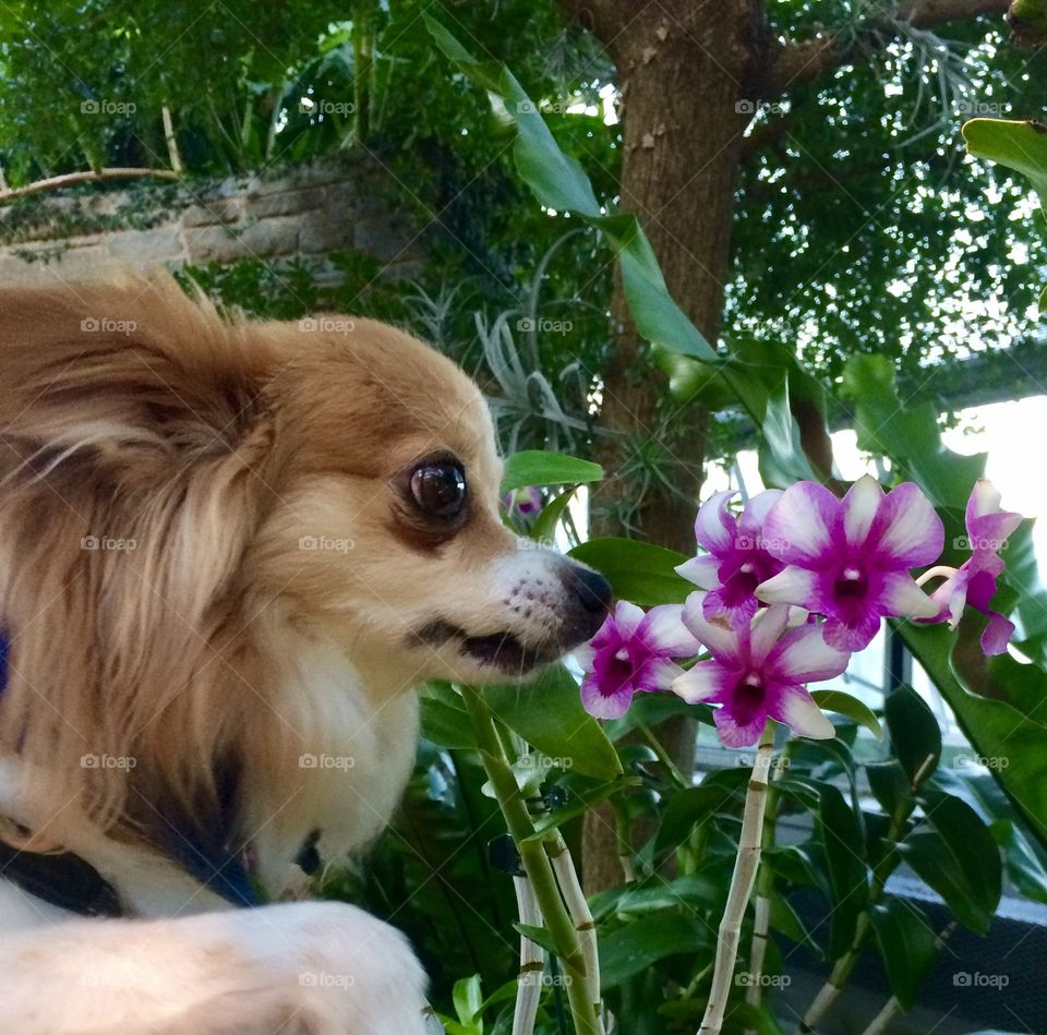 Puppy enjoying flowers