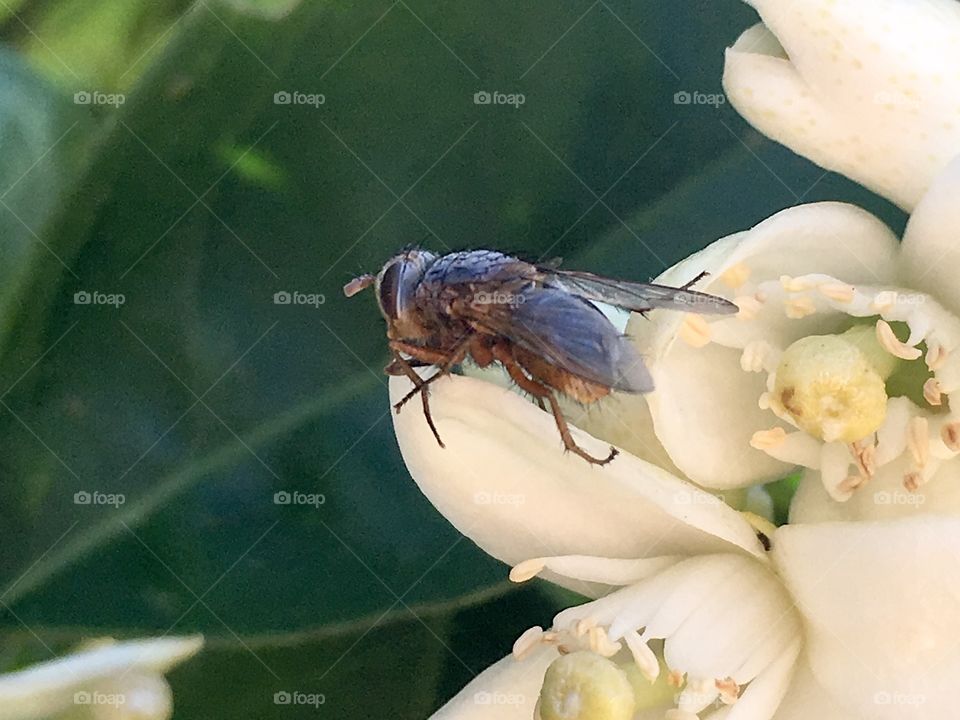 This macro image of a blow fly accentuates its details showing the bristles on its legs, the compound eyes, its thorax, and transparent wing structure. 