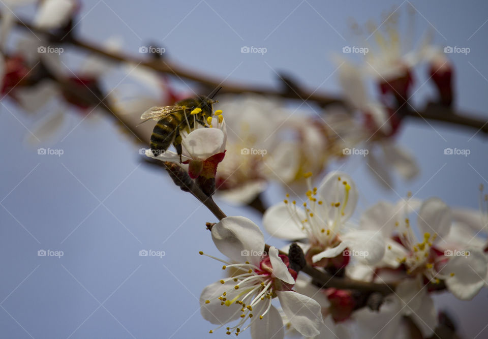 Bee on fruit tree flower with white petals