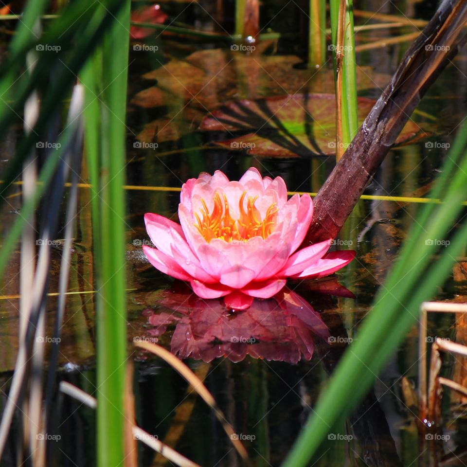 Reflection of waterlily in pond