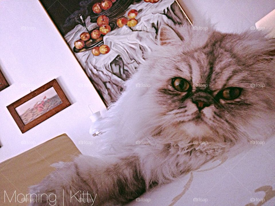 Persian cat relax on home