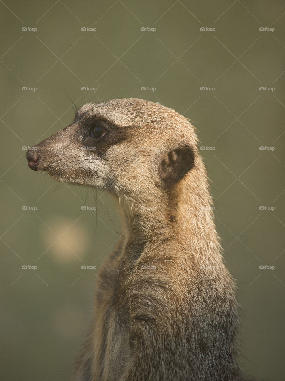 profile of suricate