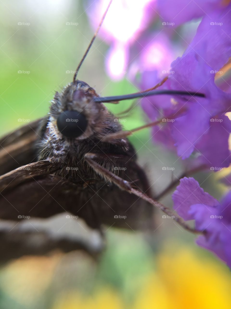 Butterfly closeup