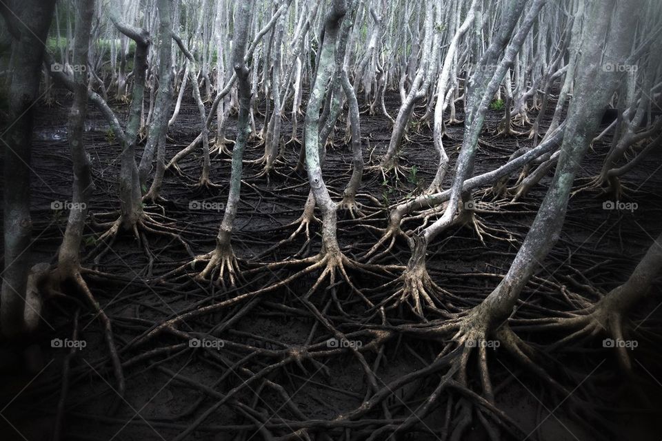 Mangroves