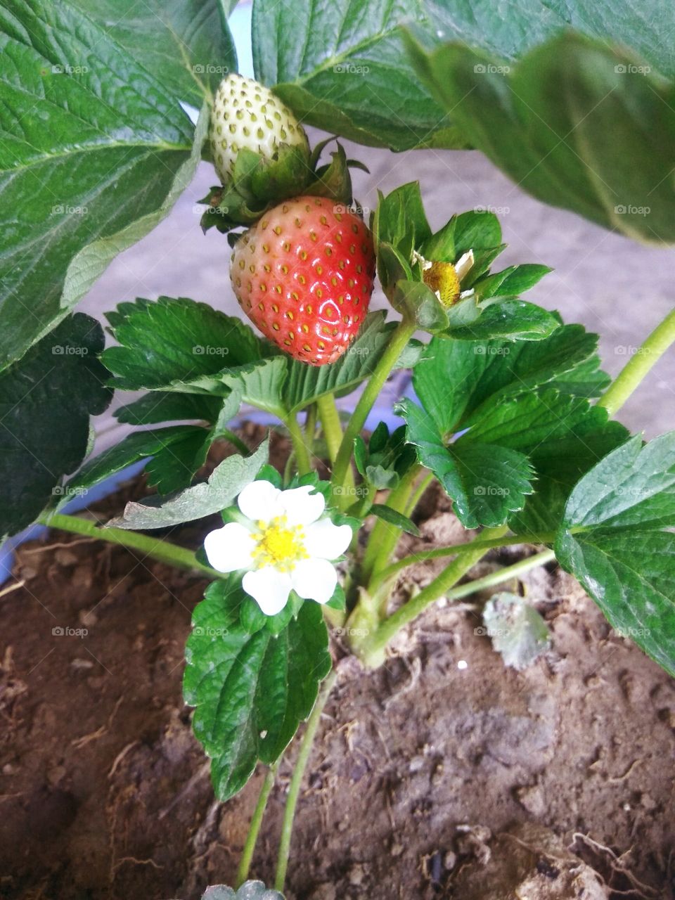 "strawberry" In my home plant it's amazing awesome.......