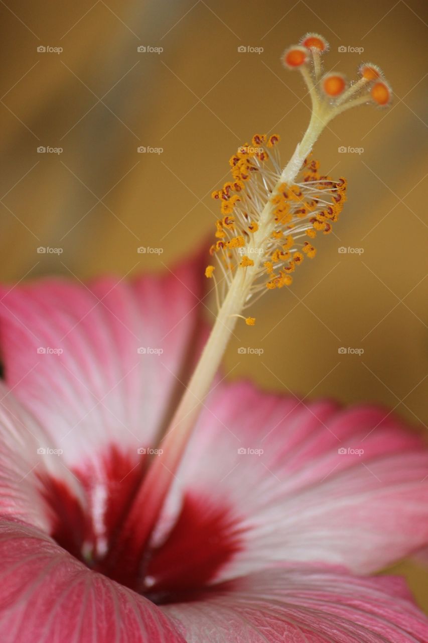Close-up of hibiscus