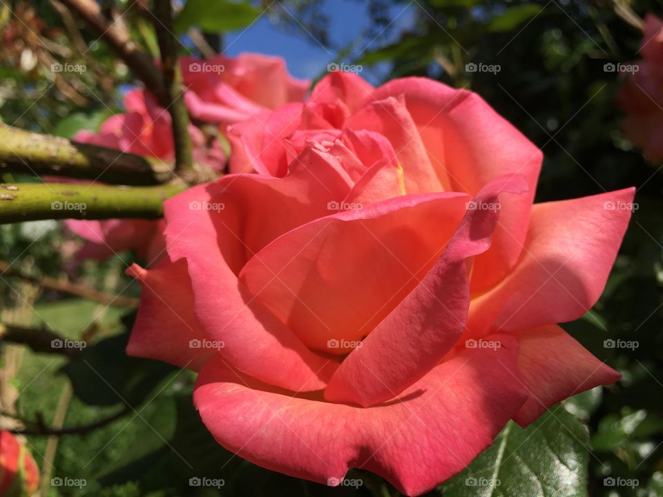 Close-up of red rose flower