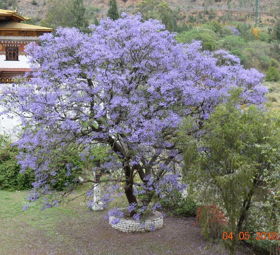 A beautiful PURPLE Tree in a green background. Natural beauty!