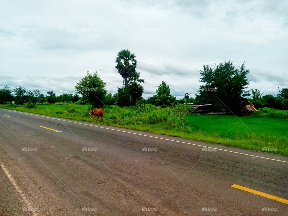 countryside in Ubon, Thailand.