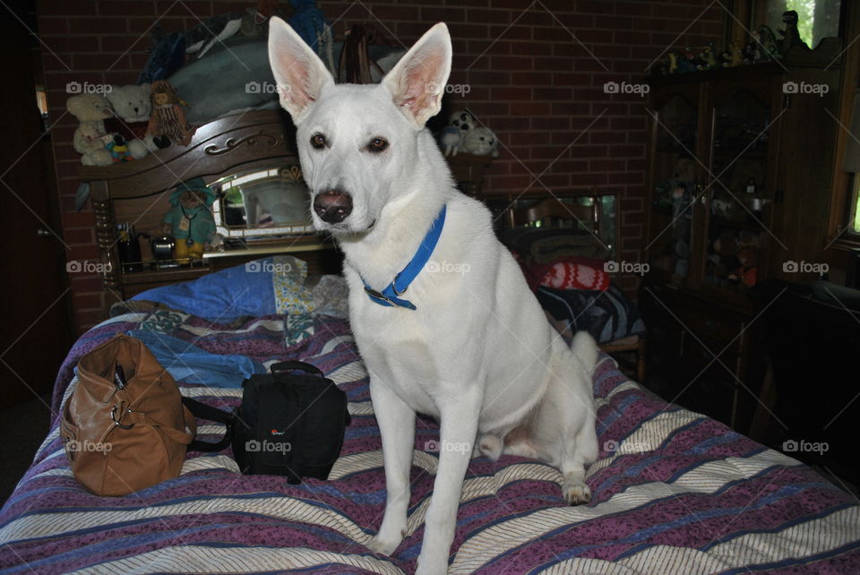 White shepherd dog