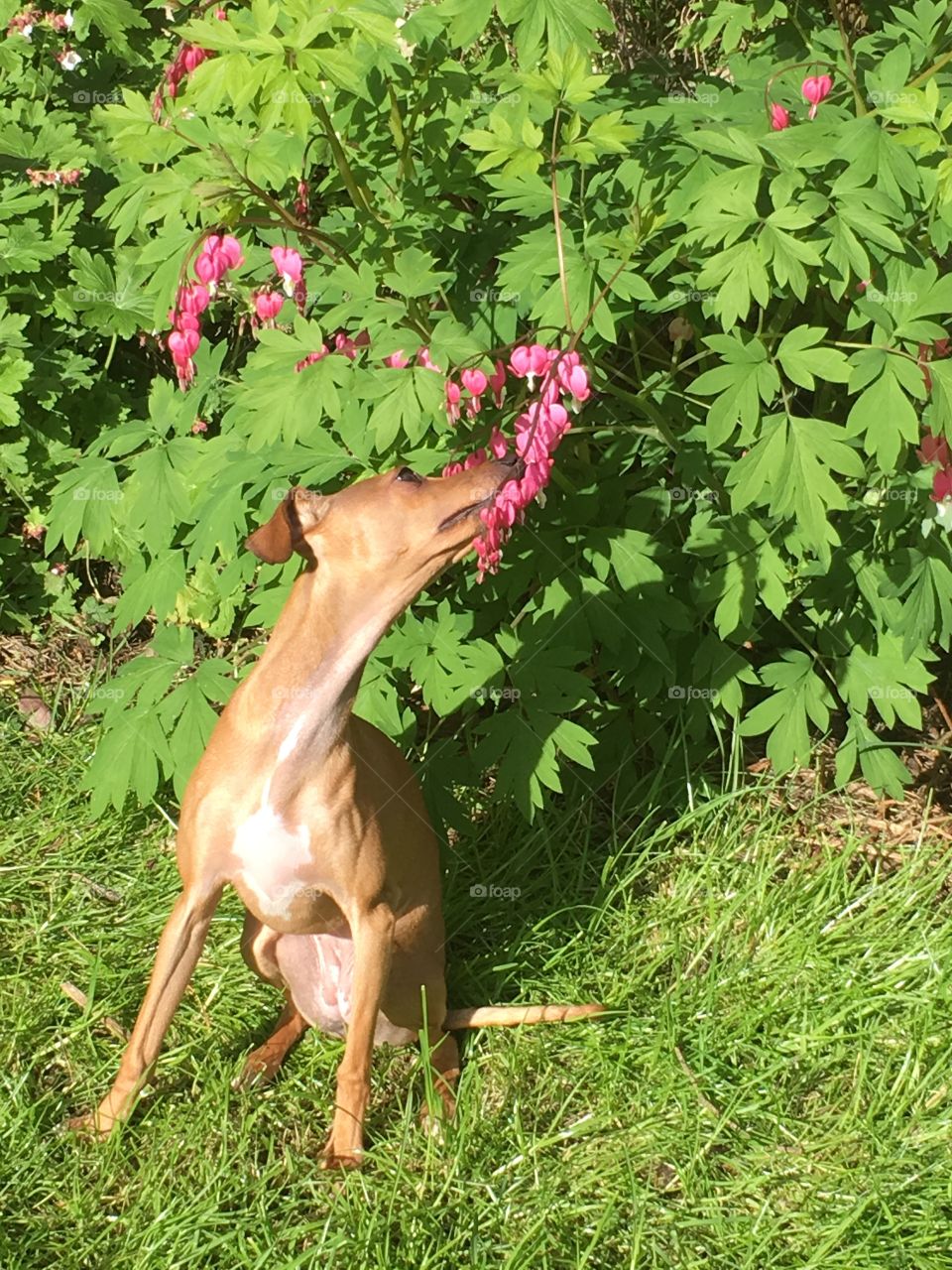 Amber the Italian greyhound dog sniffing bleeding heart pink flowers in the garden