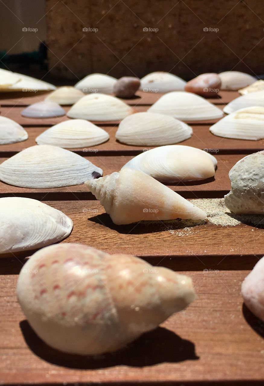 Variety of seashells lined up on wood slat table