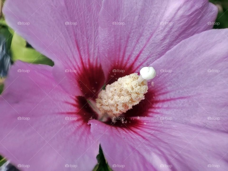 Macro photo of a flower growing in the garden