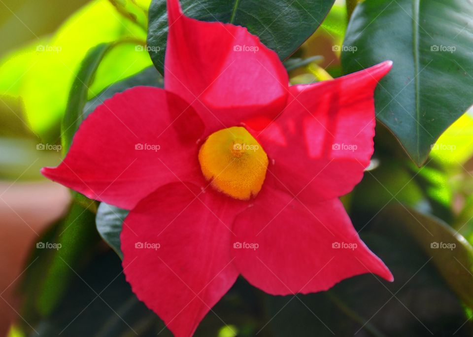 Red Flower