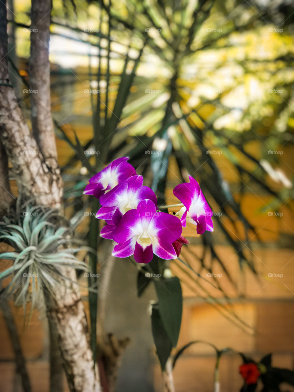 Sim, sou apaixonado por flores e a natureza.😍