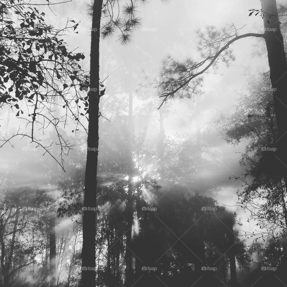 Sun through the trees on a misty day