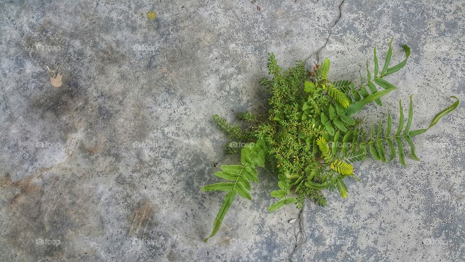 Wall weed