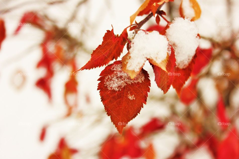 Close-up of autumn leaf in winter