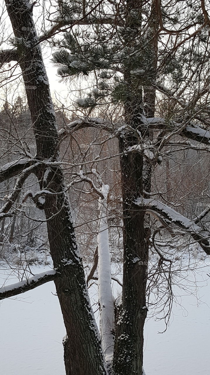 tree with snow