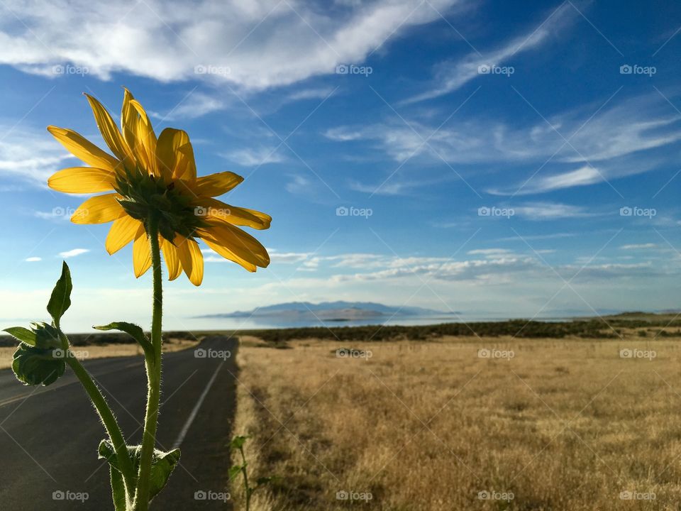 Bright beautiful yellow sunflower with a view of the antelope Island. Great Salt Lake Utah. Beautiful evening. Straight Road. Road leading to beauty.