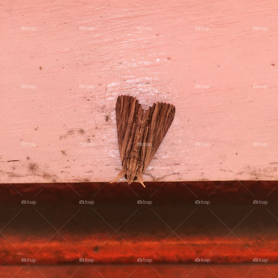 Winter moth is relaxing it self 