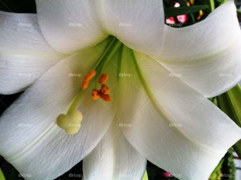 White Lilly 