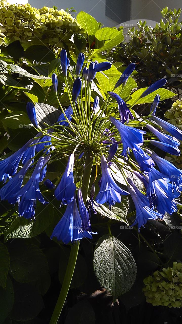 flower. out for a walk in my neighborhood